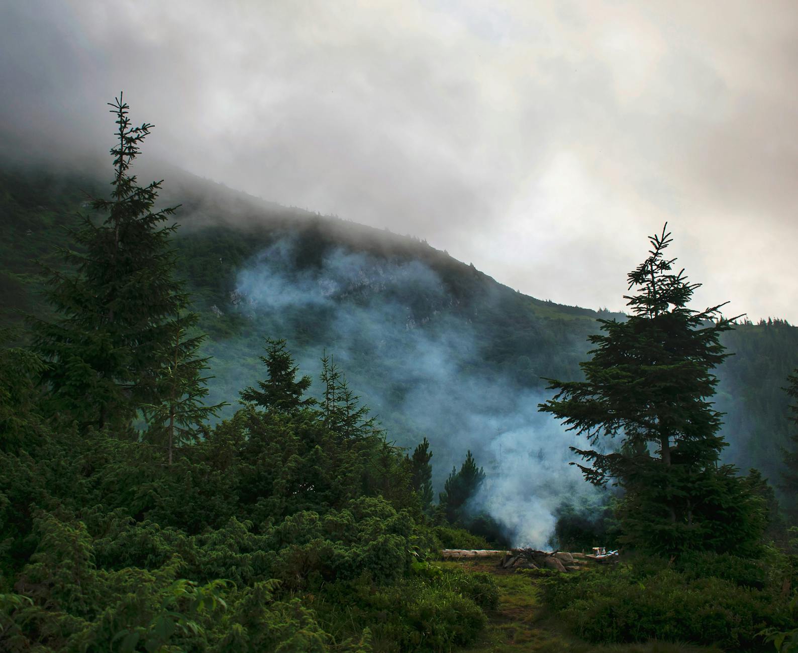 Mgliste ukraińskie Karpaty z zielonymi świerkami na zboczu
