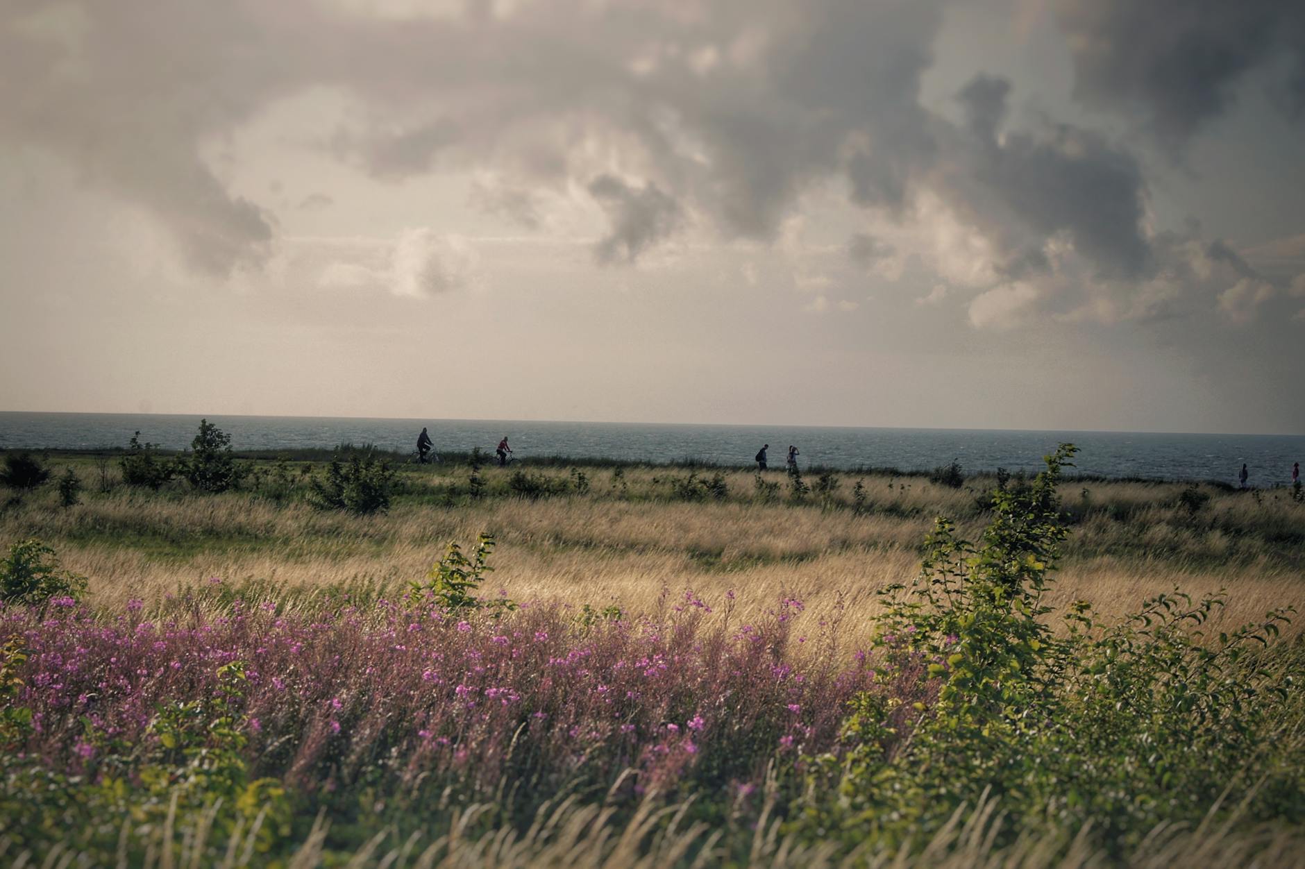 Rowerzyści jadą ścieżką przez nadbałtycką łąkę pełną dzikich kwiatów