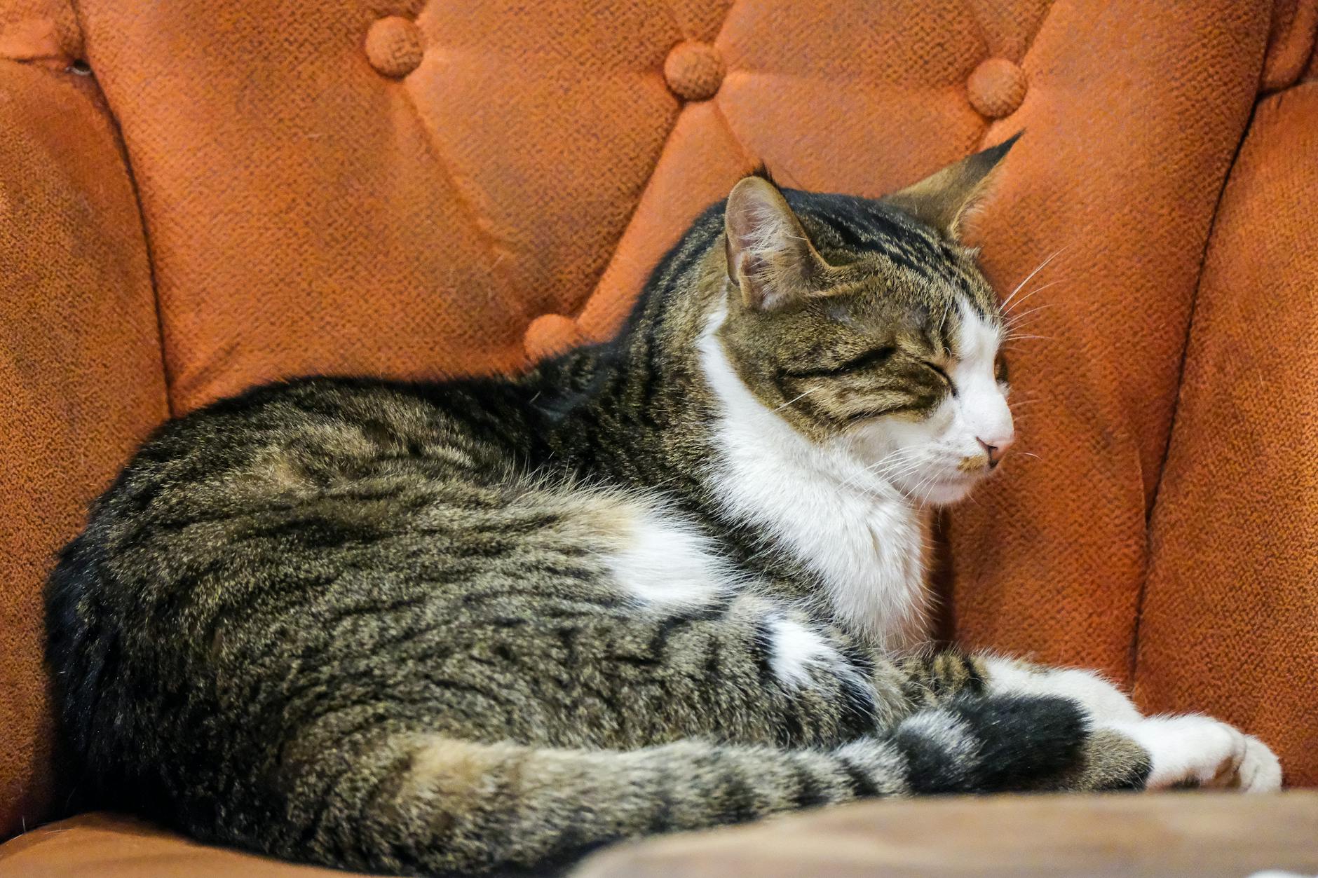 Spokojny pręgowany kot leży na pomarańczowym fotelu w salonie