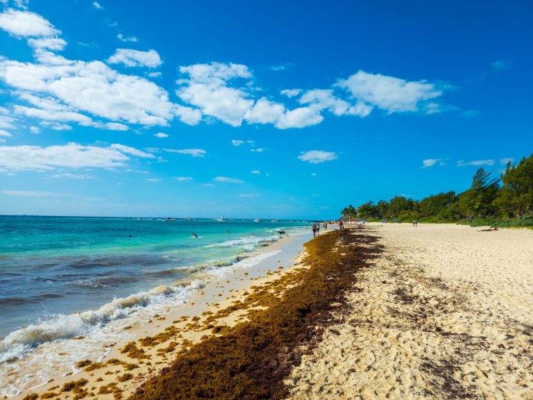 Glony sargassum na Dominikanie: w których miesiącach i gdzie występują?