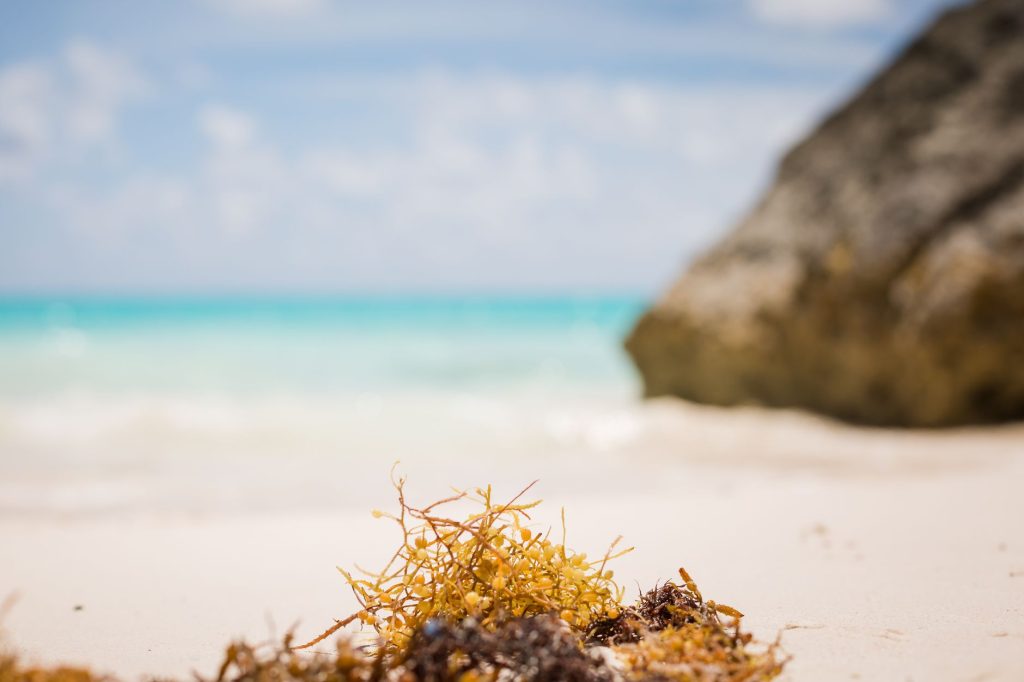 Glony sargassum na piaszczystej plaży Dominikany na tle turkusowego oceanu